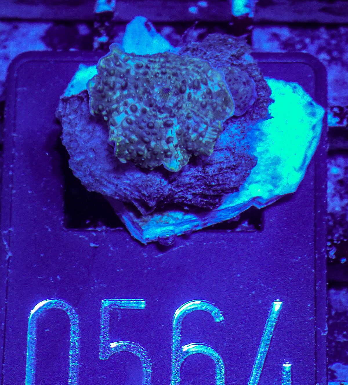 Discosoma sp.