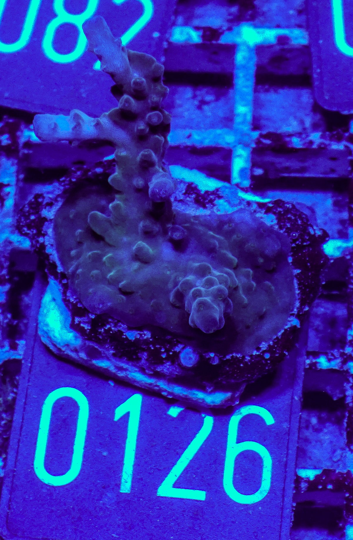 Acropora tortuosa