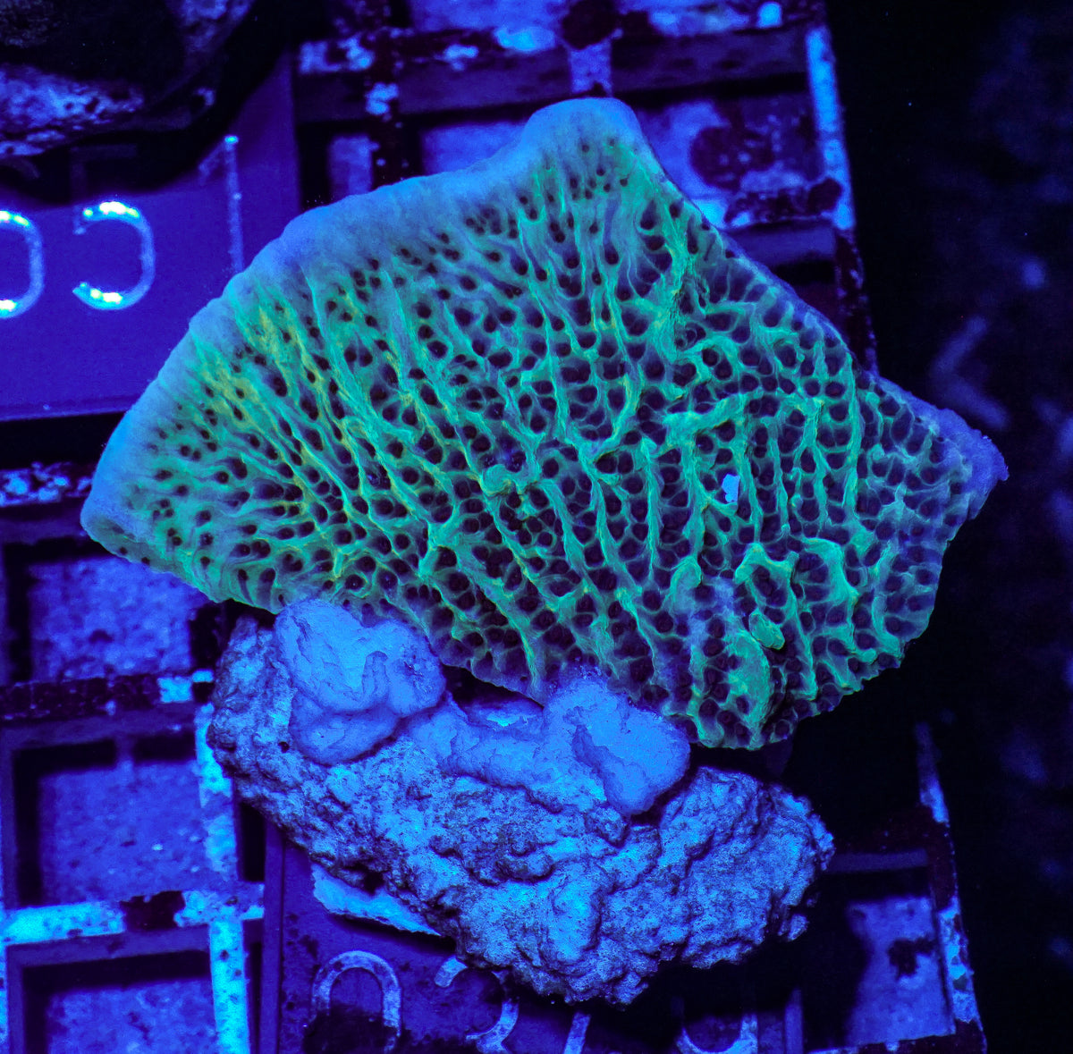 Montipora undata "Jedi mind trick"