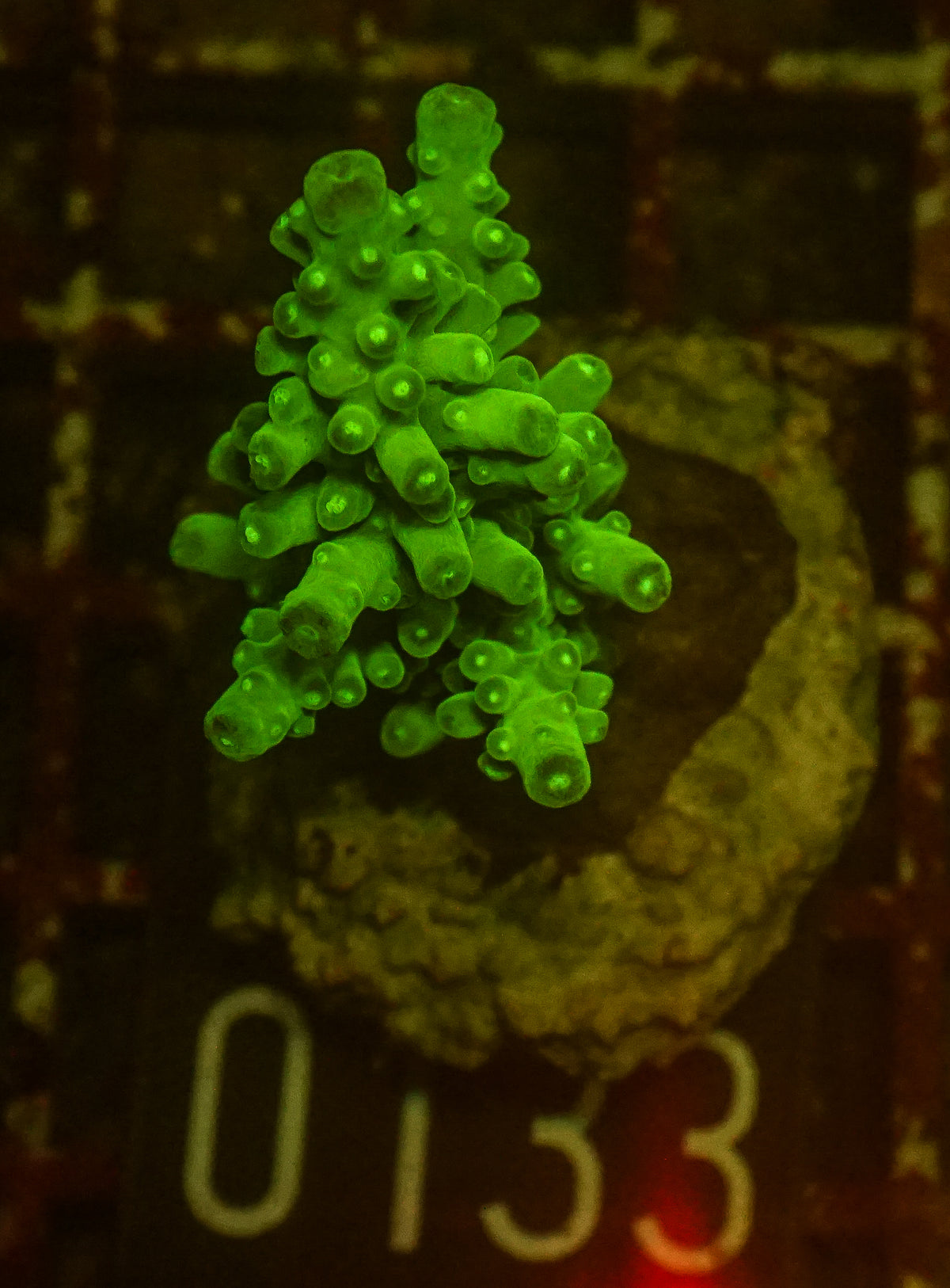 Acropora austera „golden age“