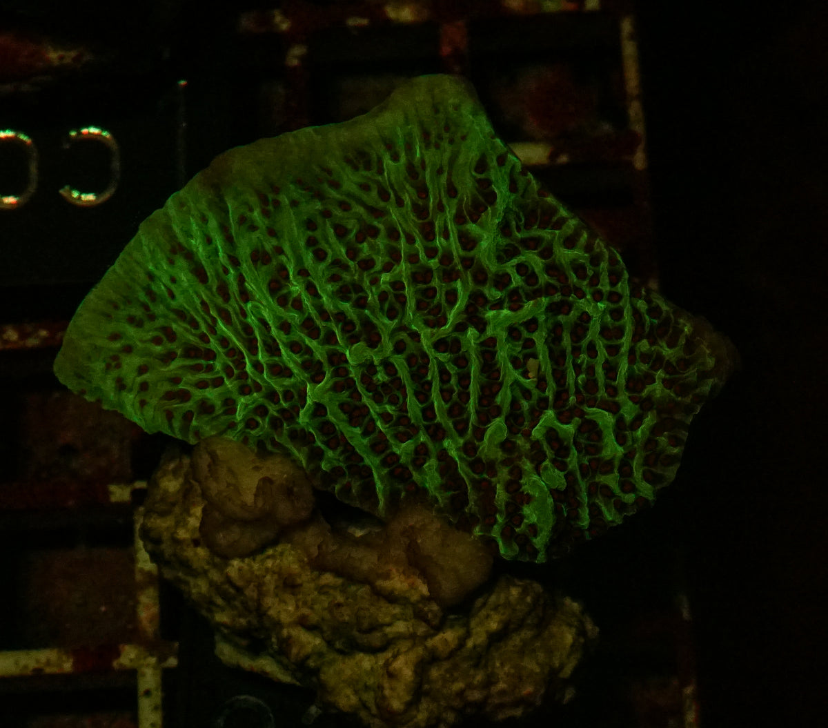 Montipora undata "Jedi mind trick"
