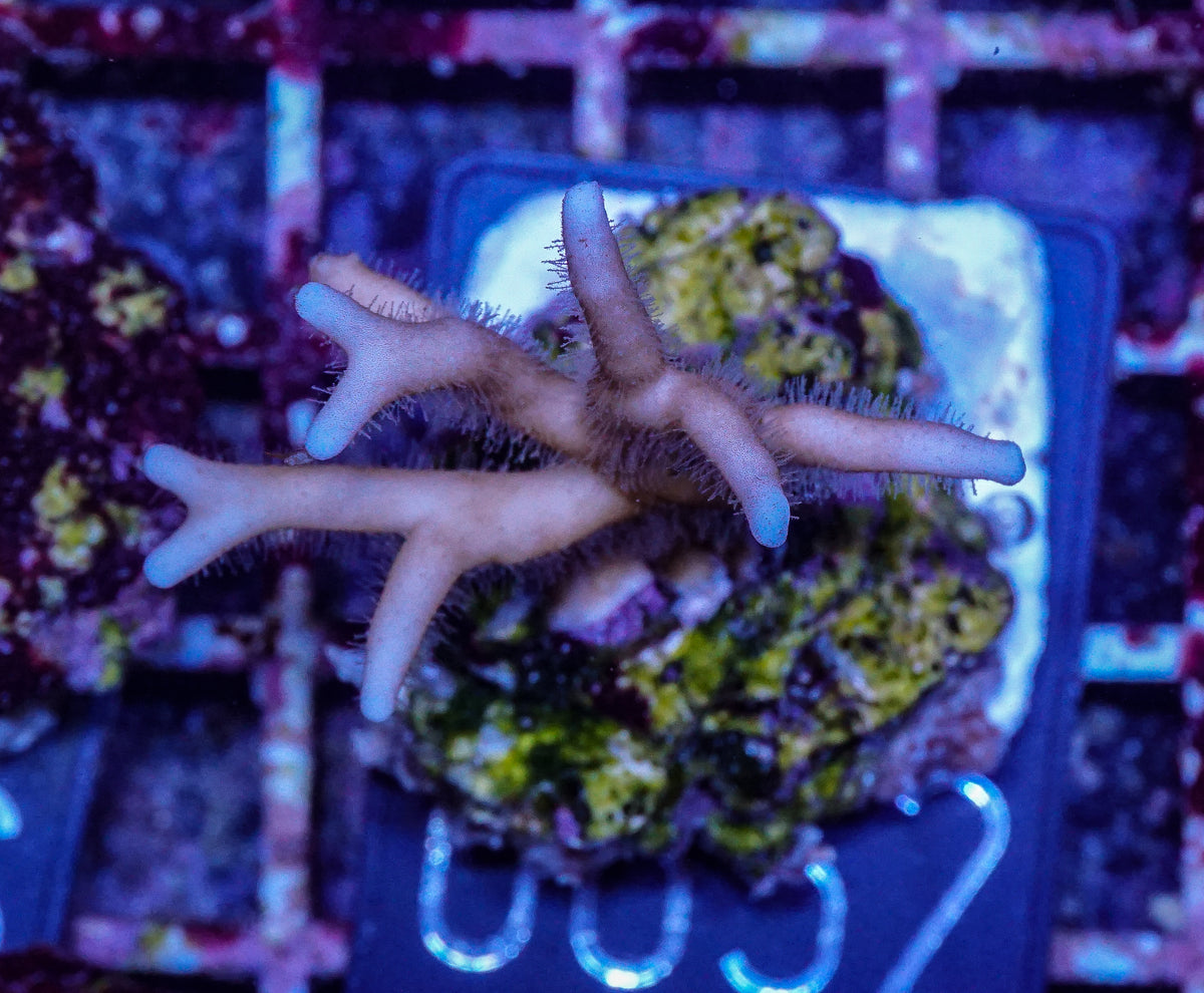 Millepora intricata „Feuerkoralle“