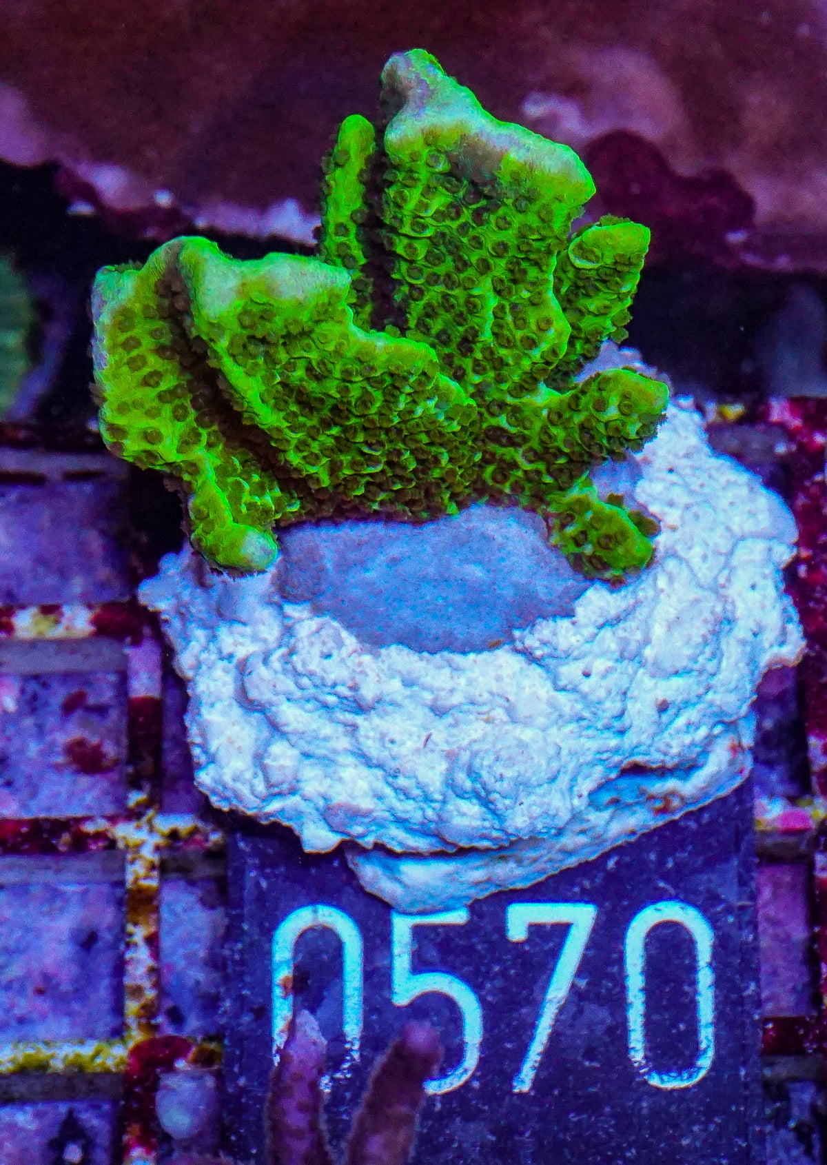 Montipora confusa