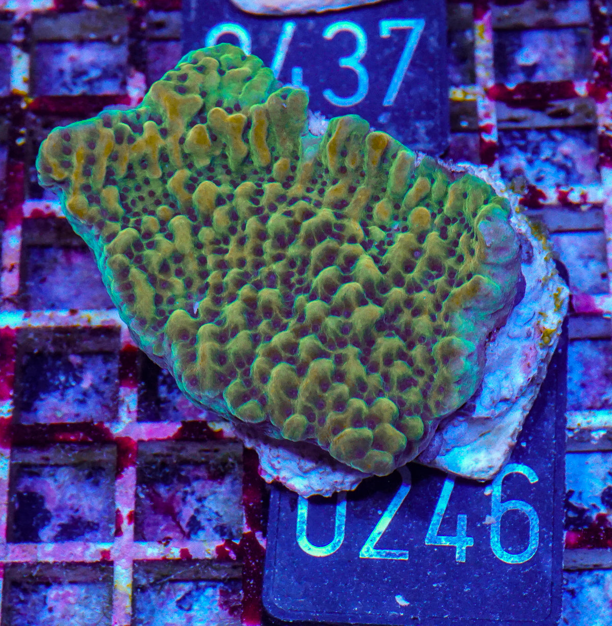 Montipora danae "flaming Joe"