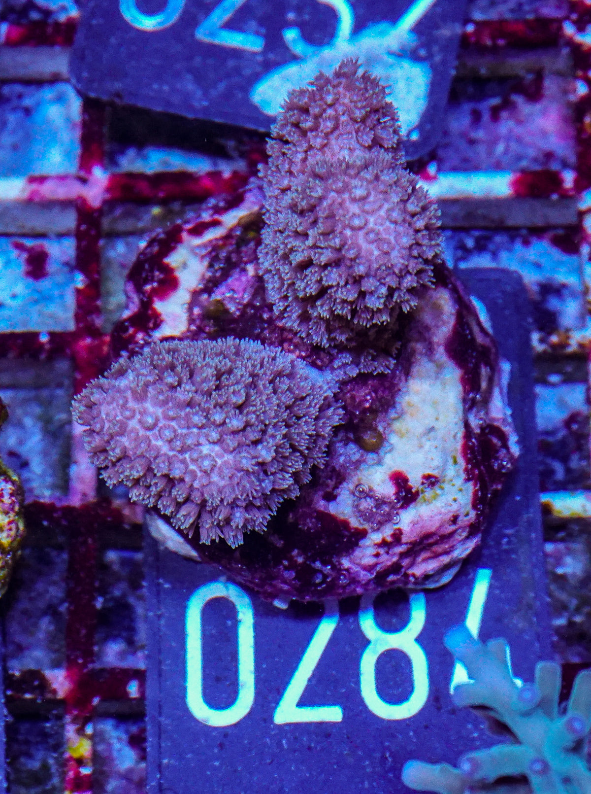 Porites porites