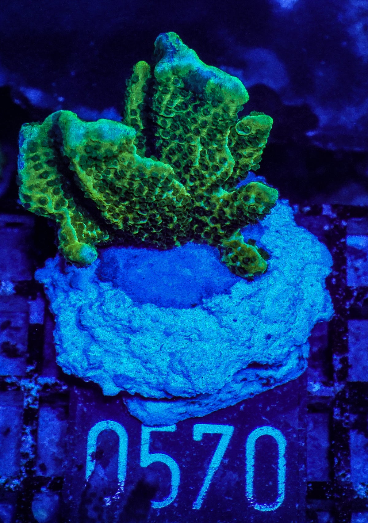 Montipora confusa