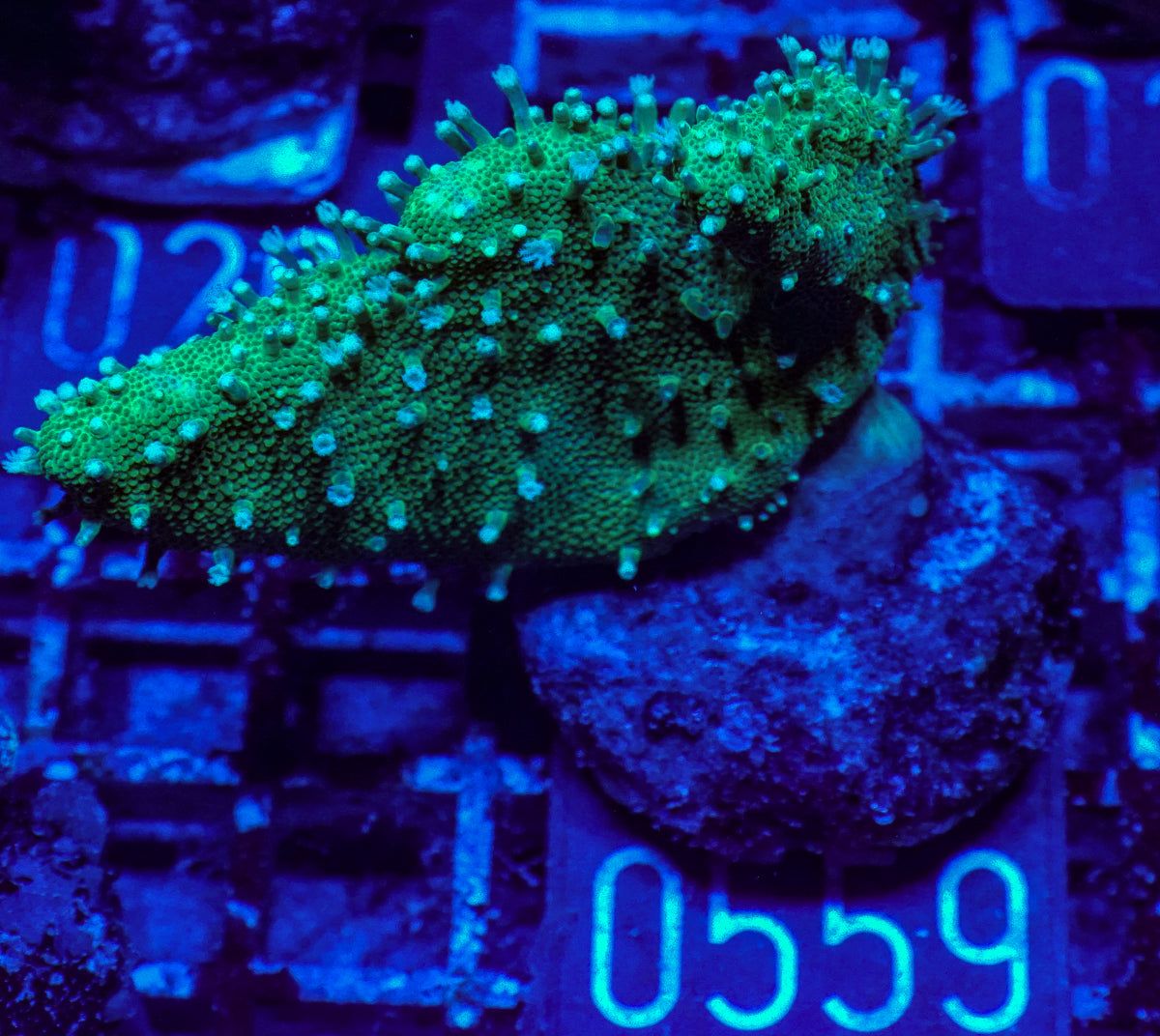 Lobophytum sp. "grün"