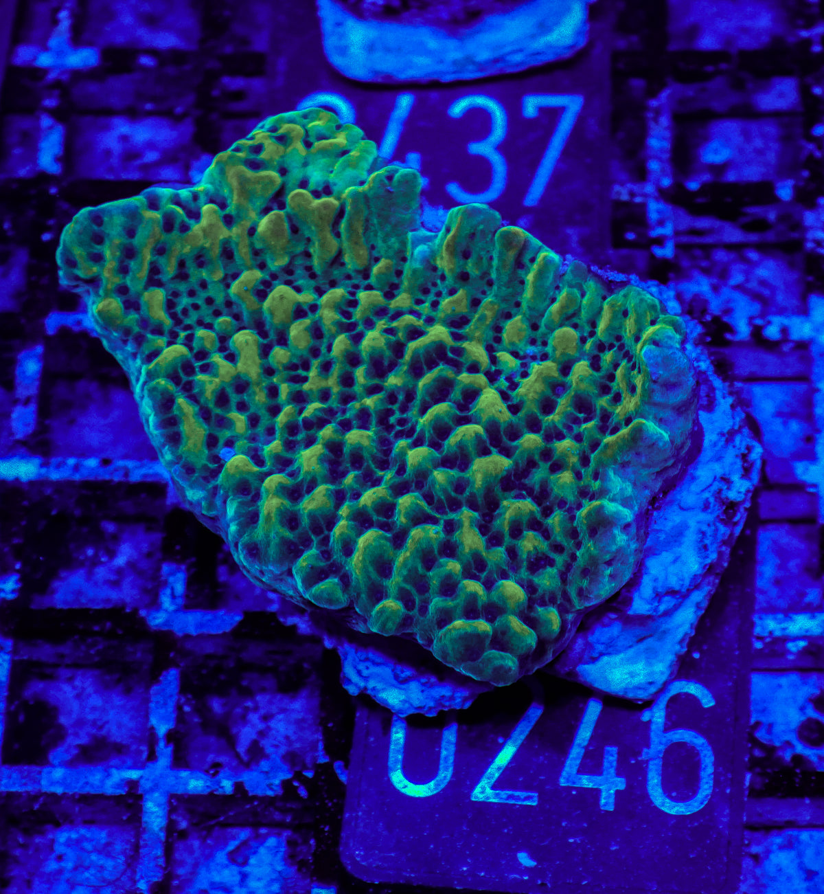 Montipora danae "flaming Joe"