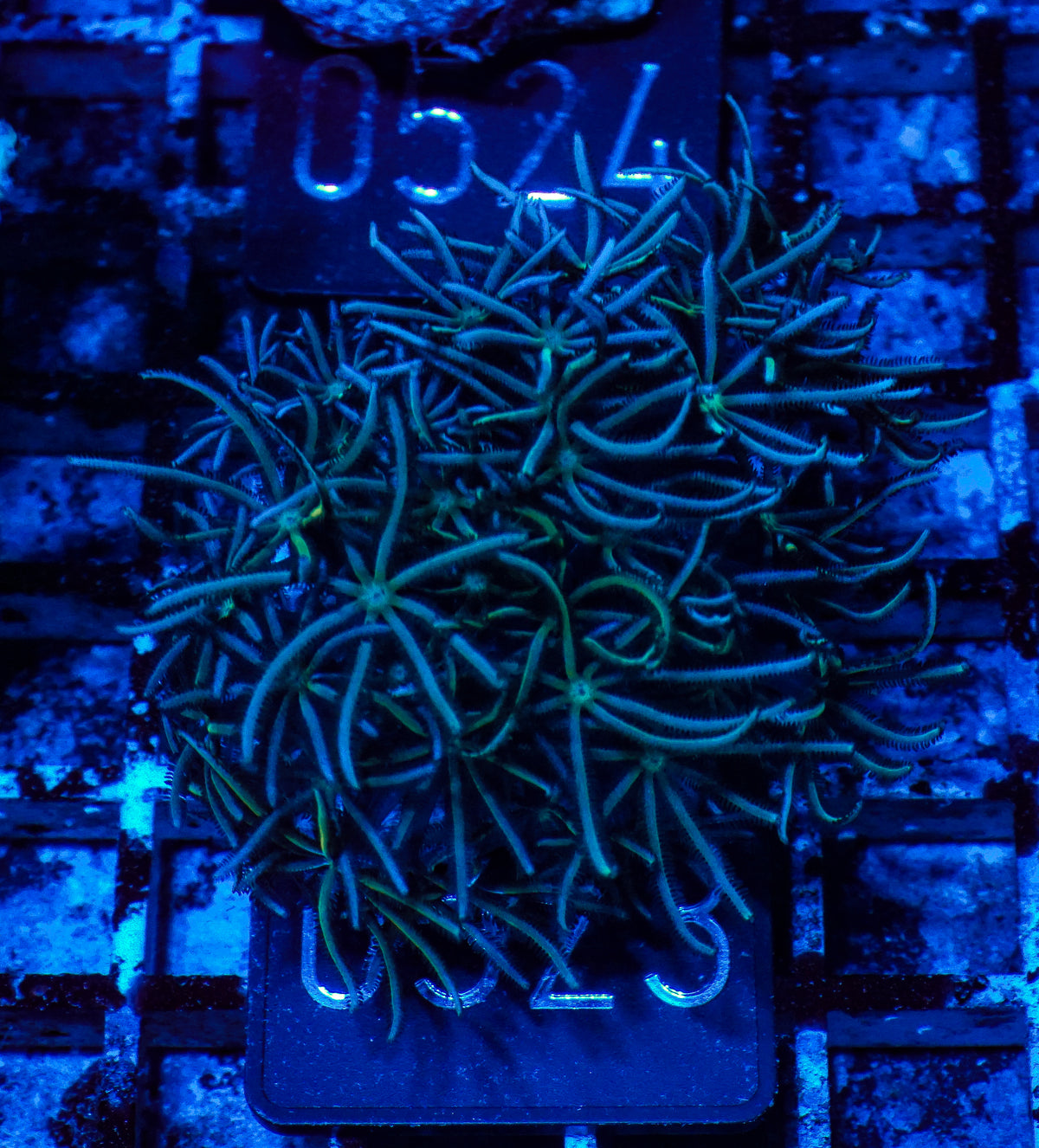 Tubipora musica