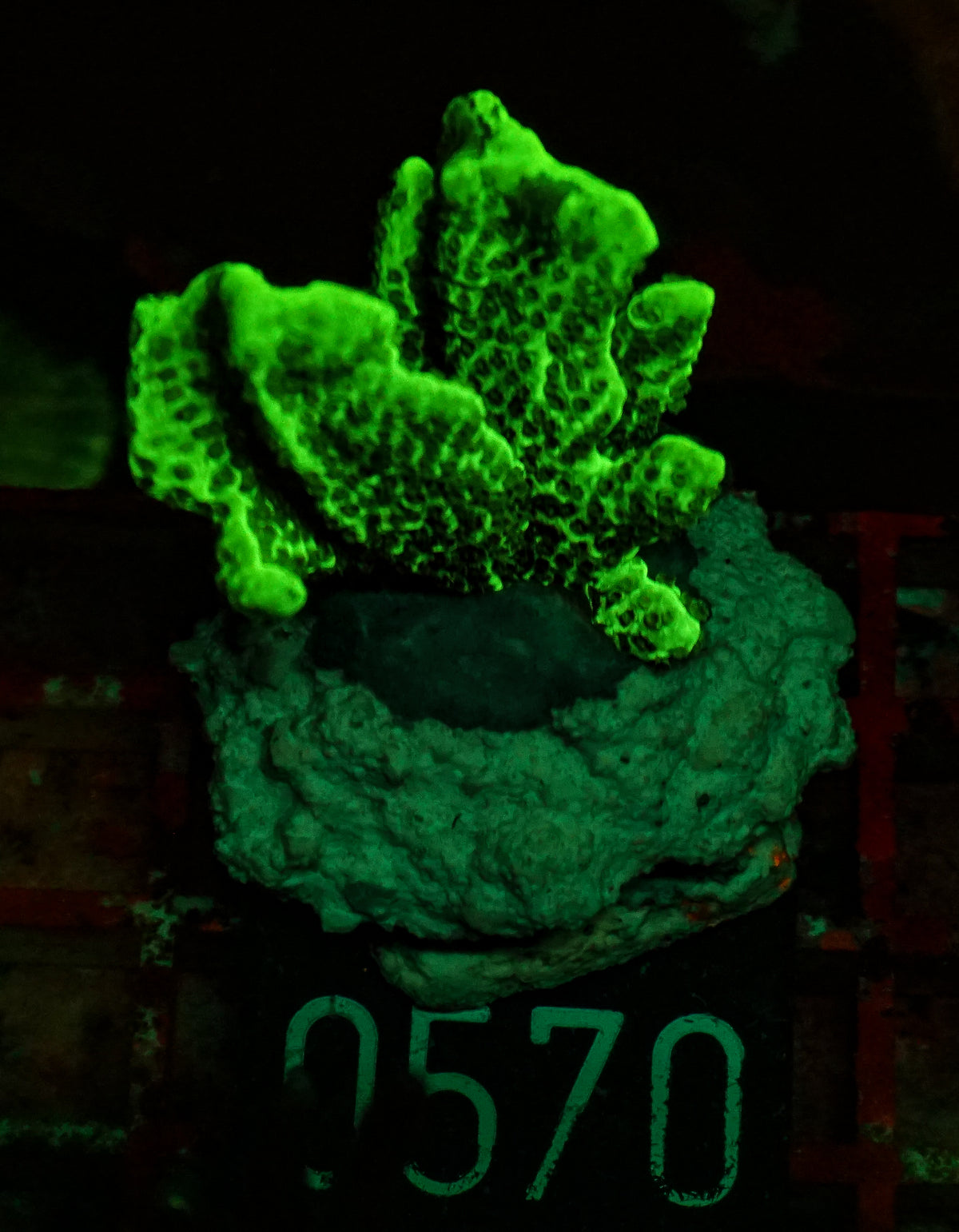 Montipora confusa