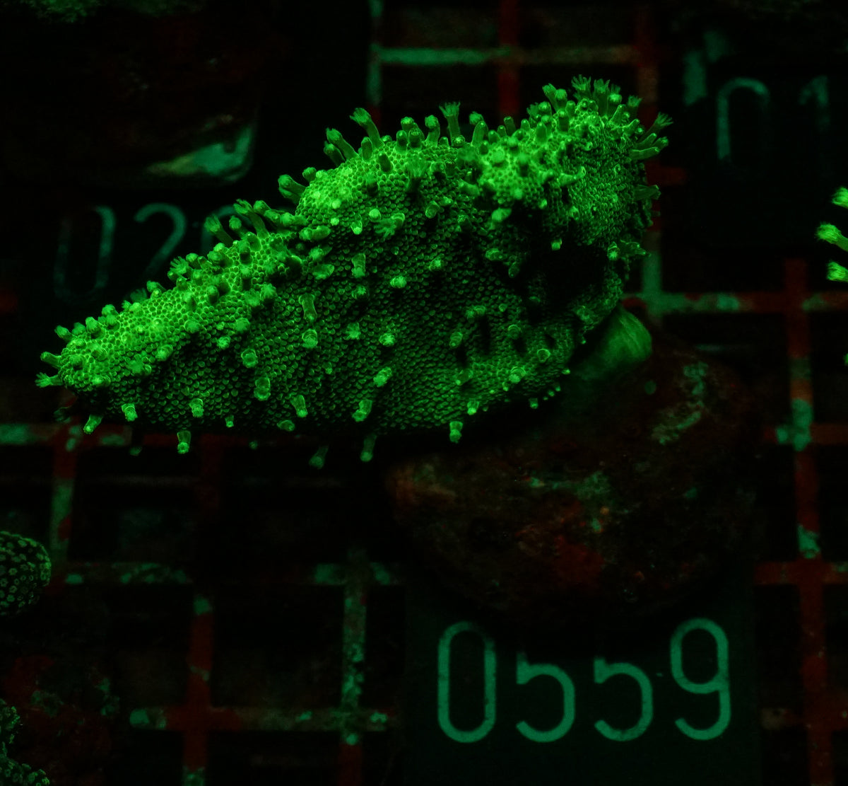 Lobophytum sp. "grün"