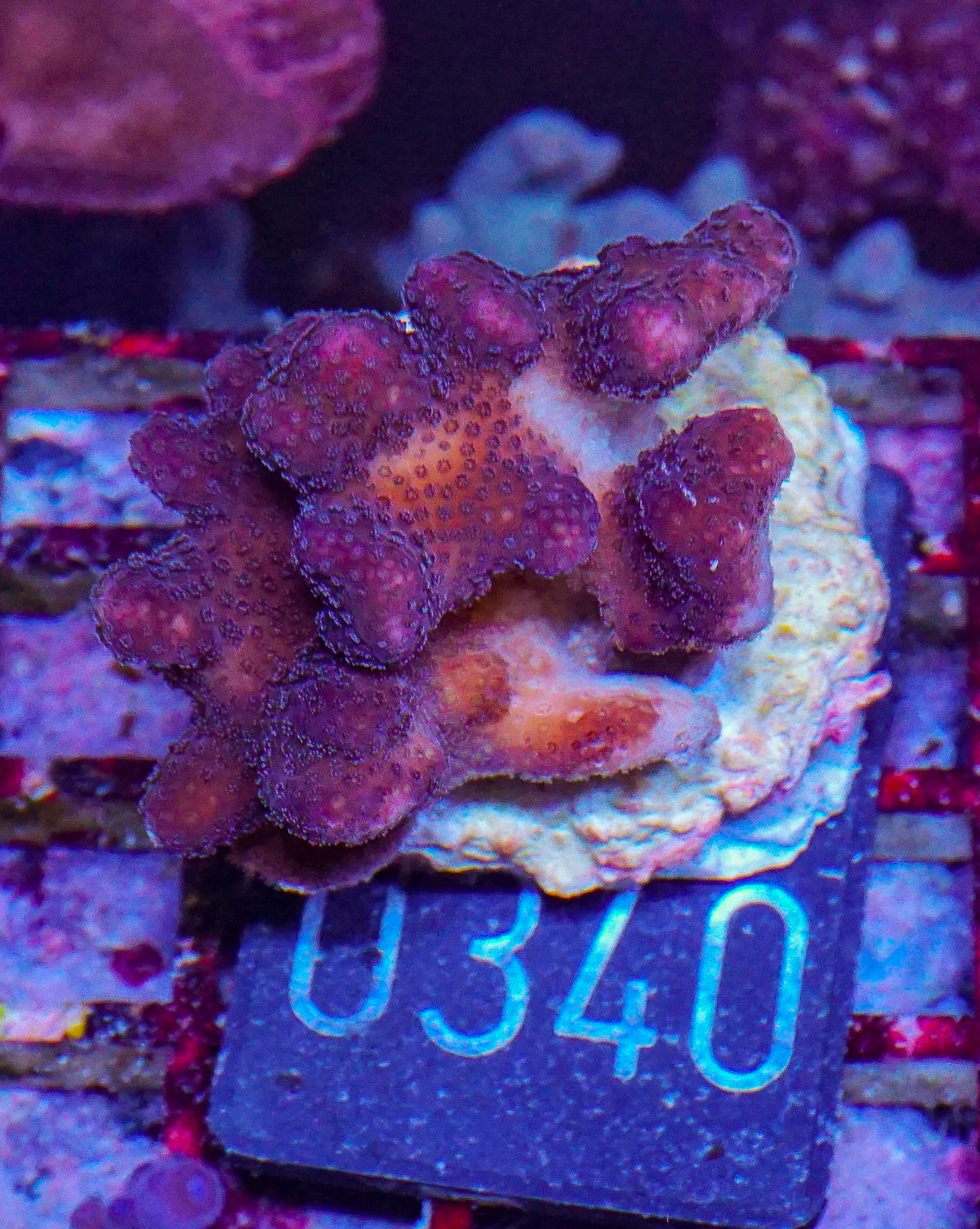 Stylophora pistillata "pink"