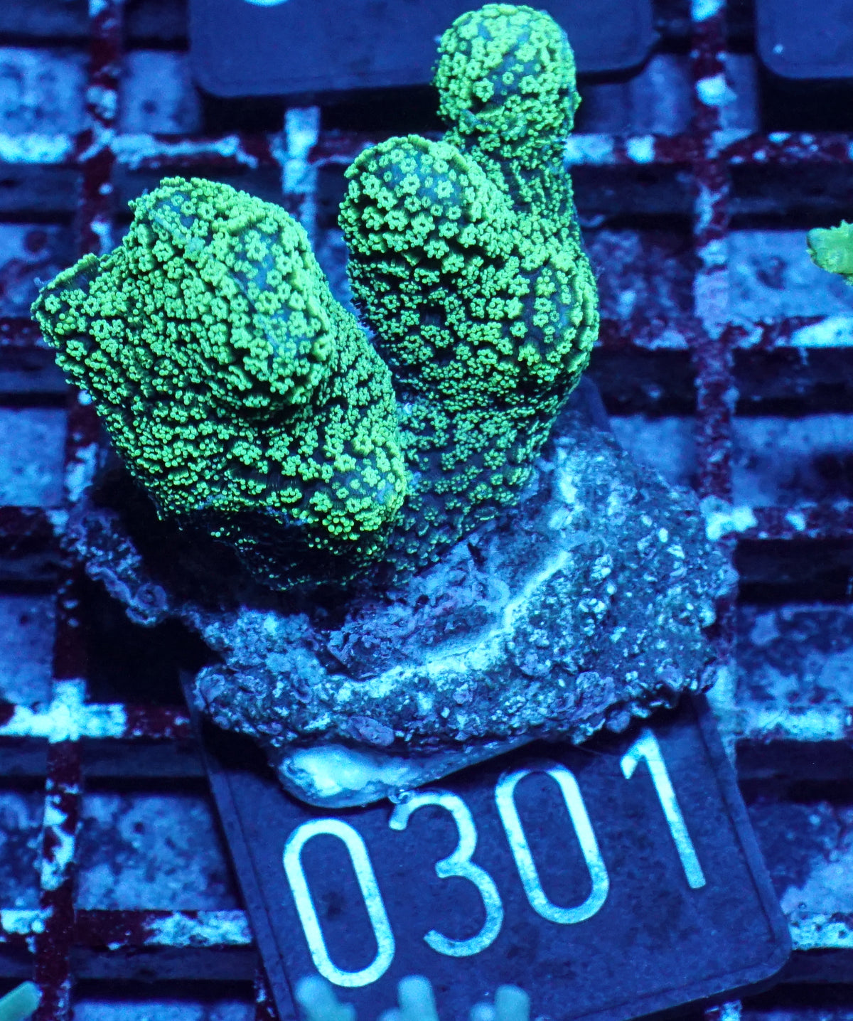 Stylophora pistillata "green"