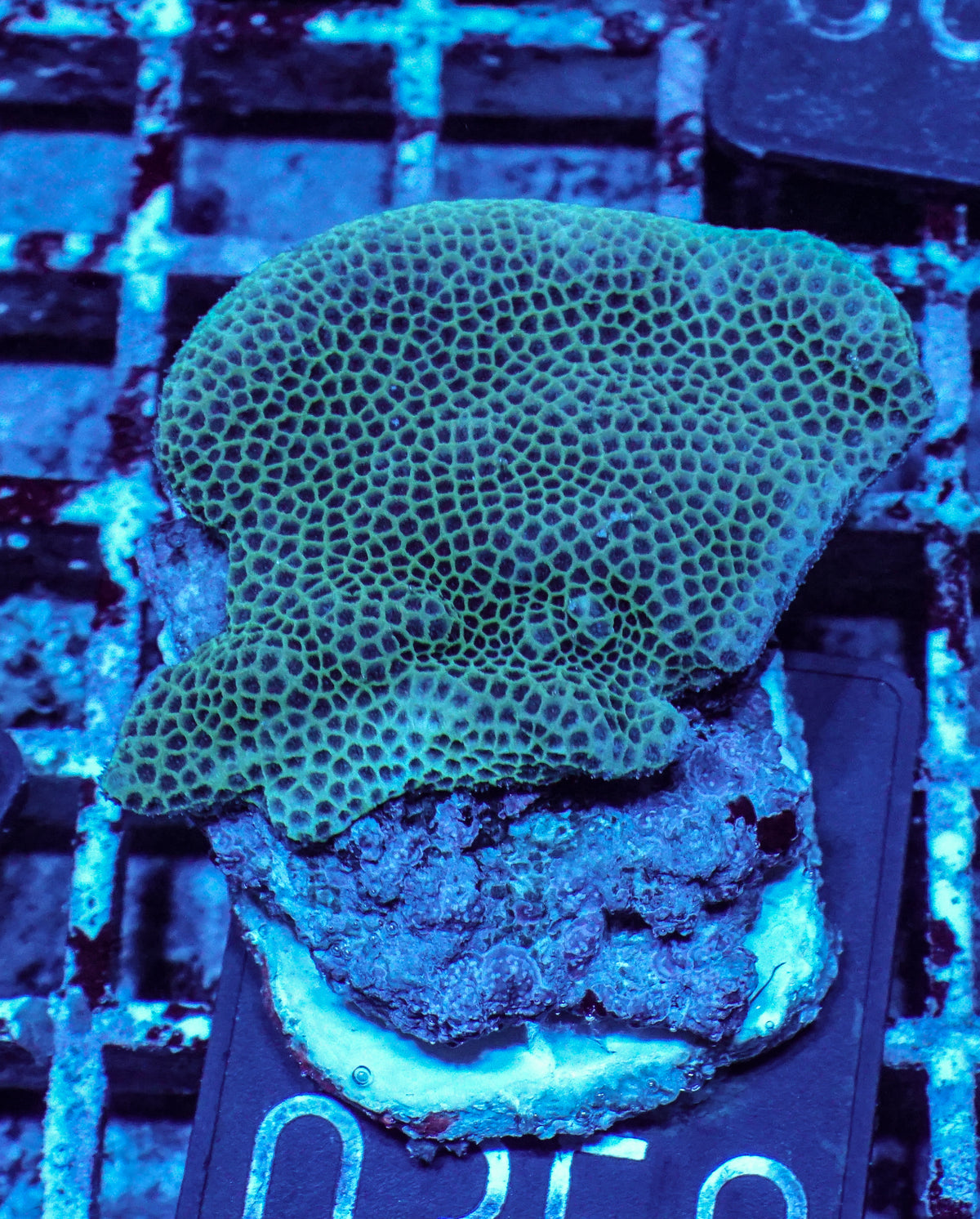 Porites lobata