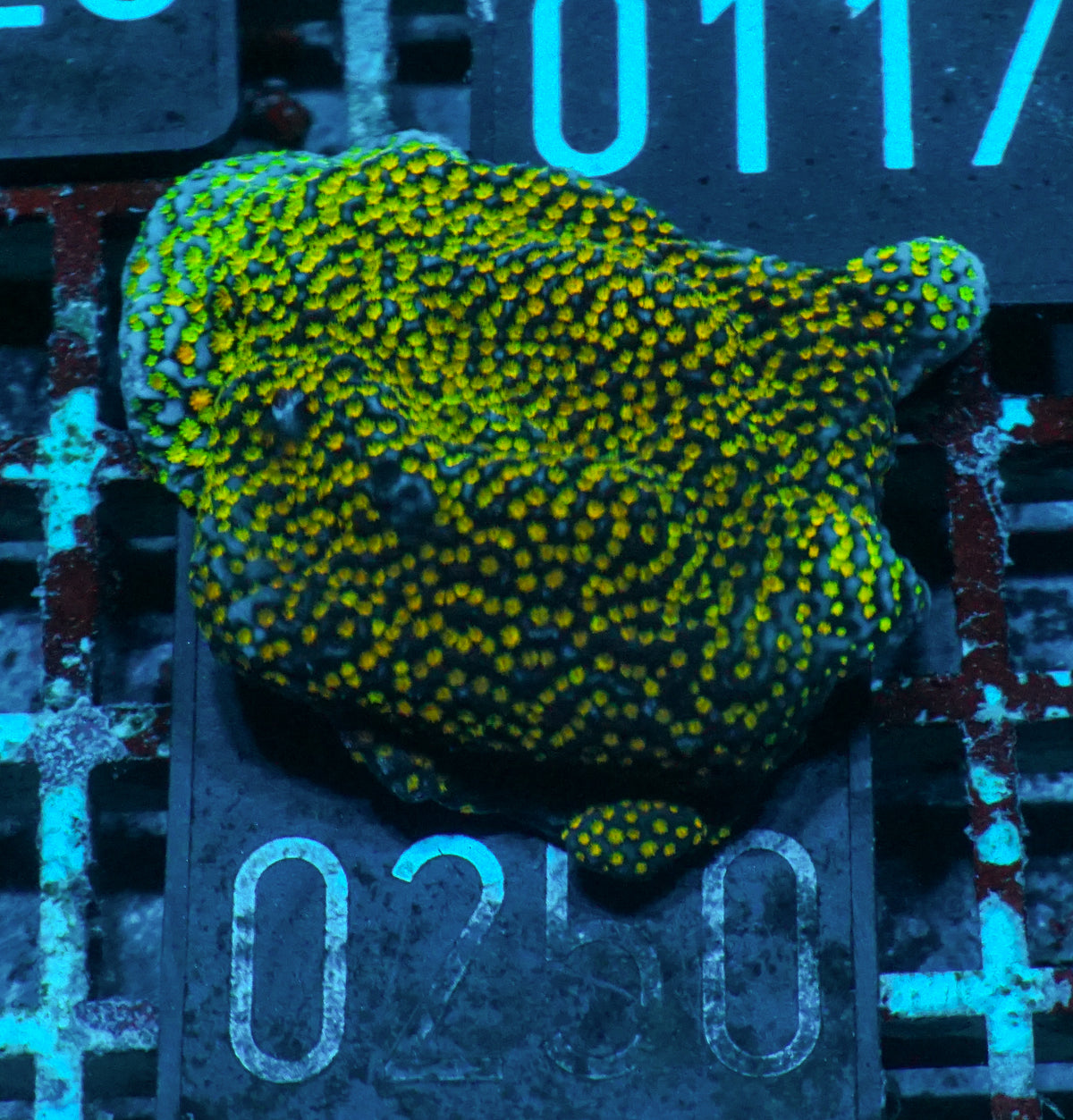 Montipora mollis "rainbow"