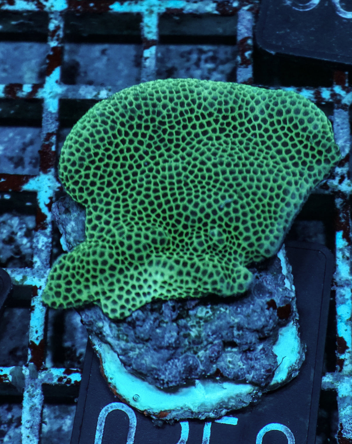 Porites lobata