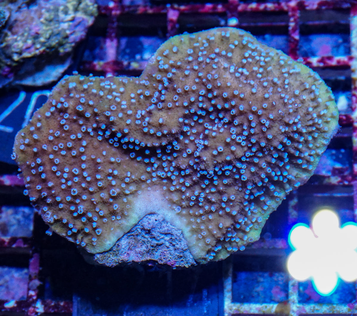 Montipora cactus/kellyi