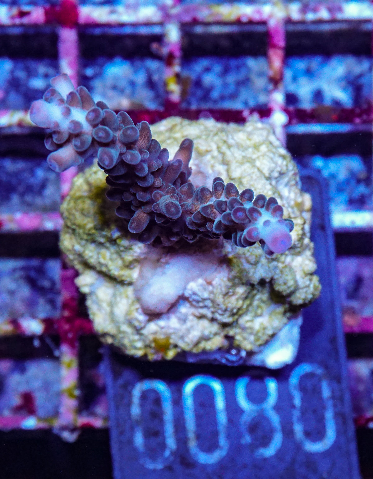 Acropora kosurini „pink tips“