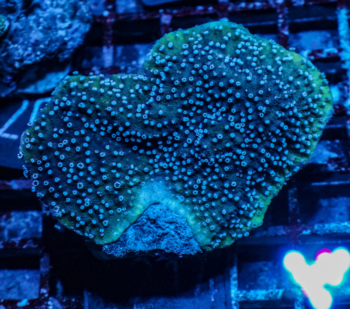 Montipora cactus/kellyi