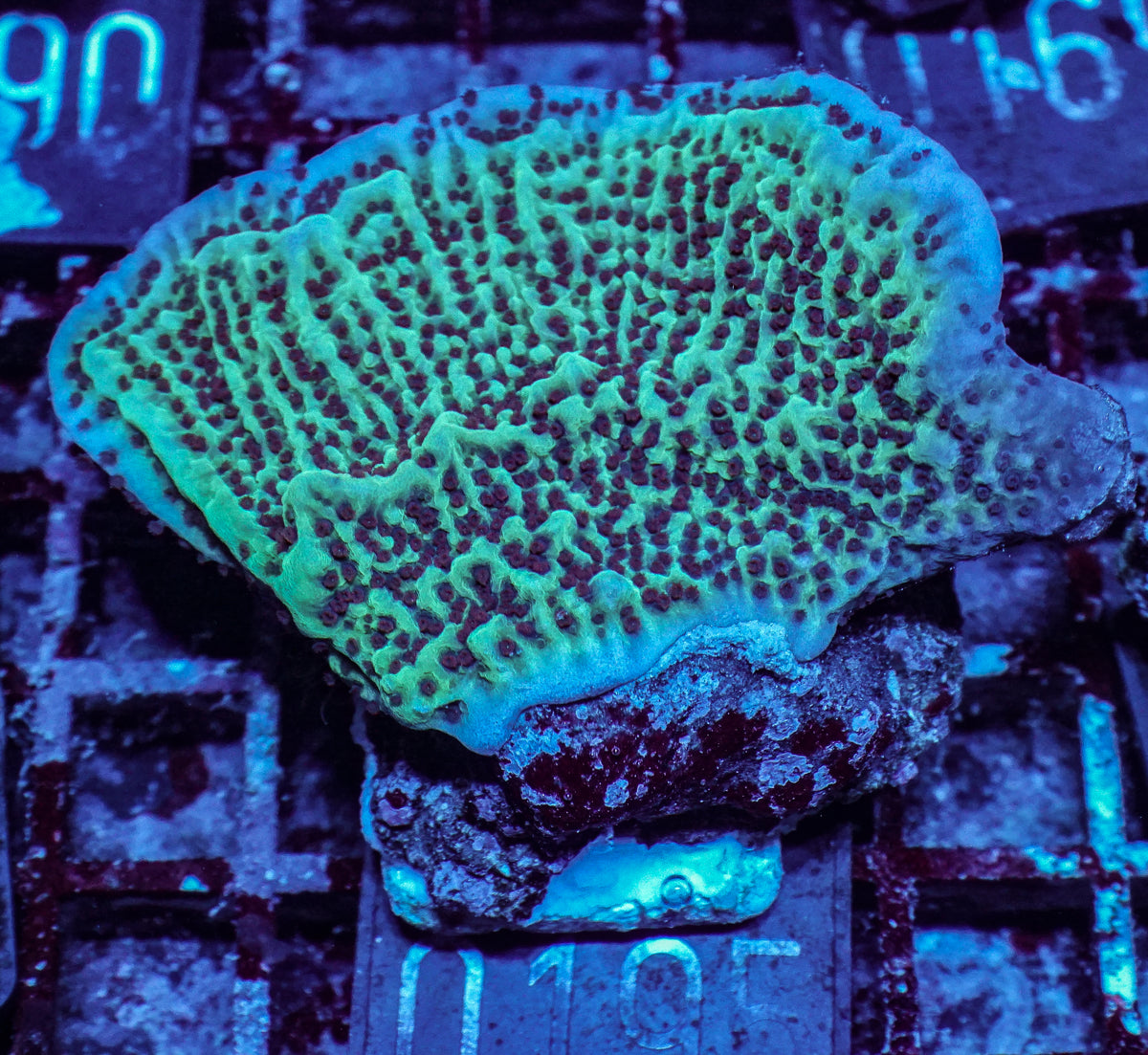 Montipora undata "Jedi mind trick"