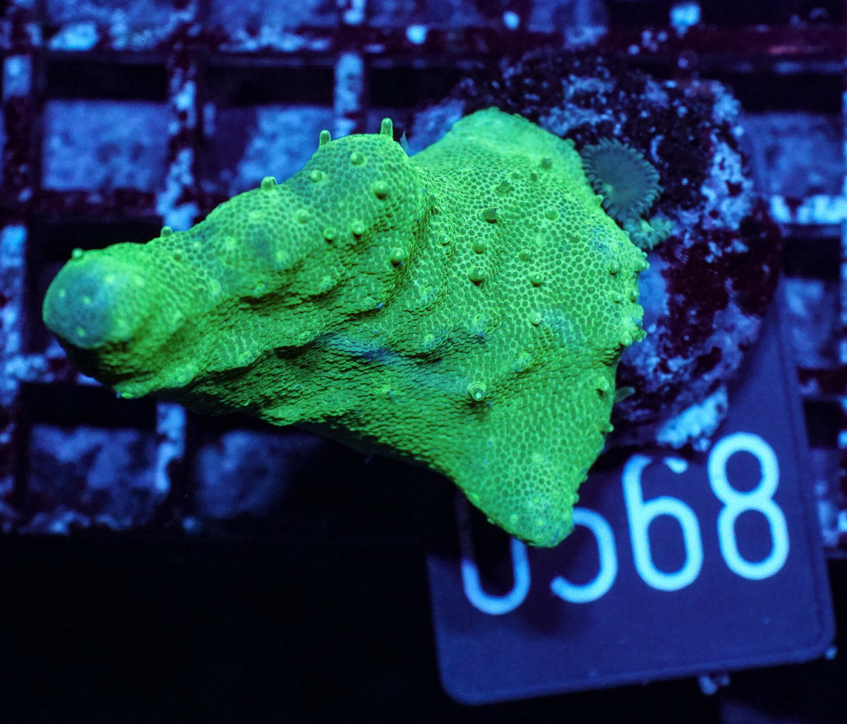 Lobophytum sp. "grün"