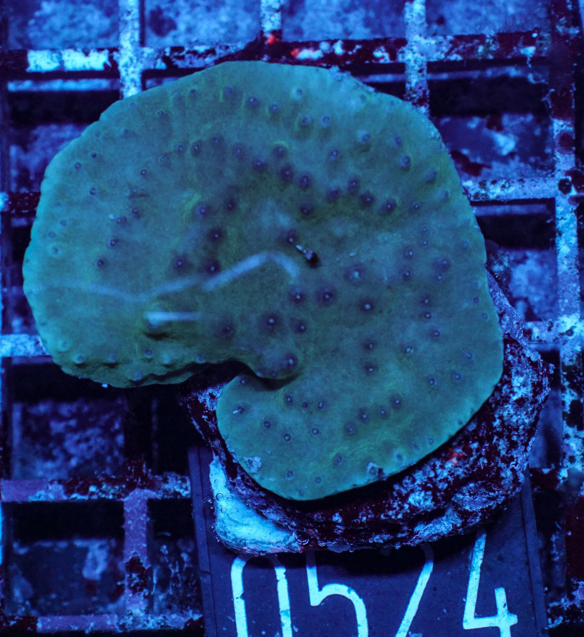 Turbinaria frodens