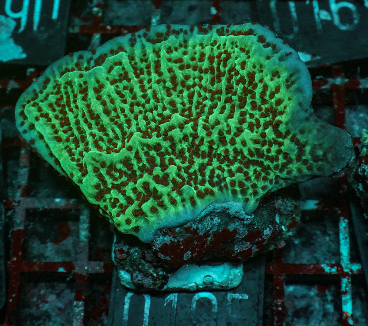 Montipora undata/danae "red"