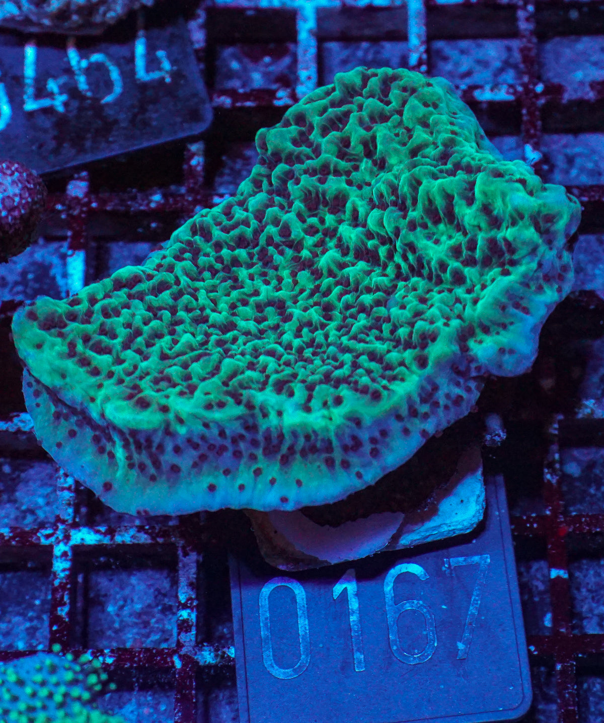 Montipora undata "Jedi mind trick"
