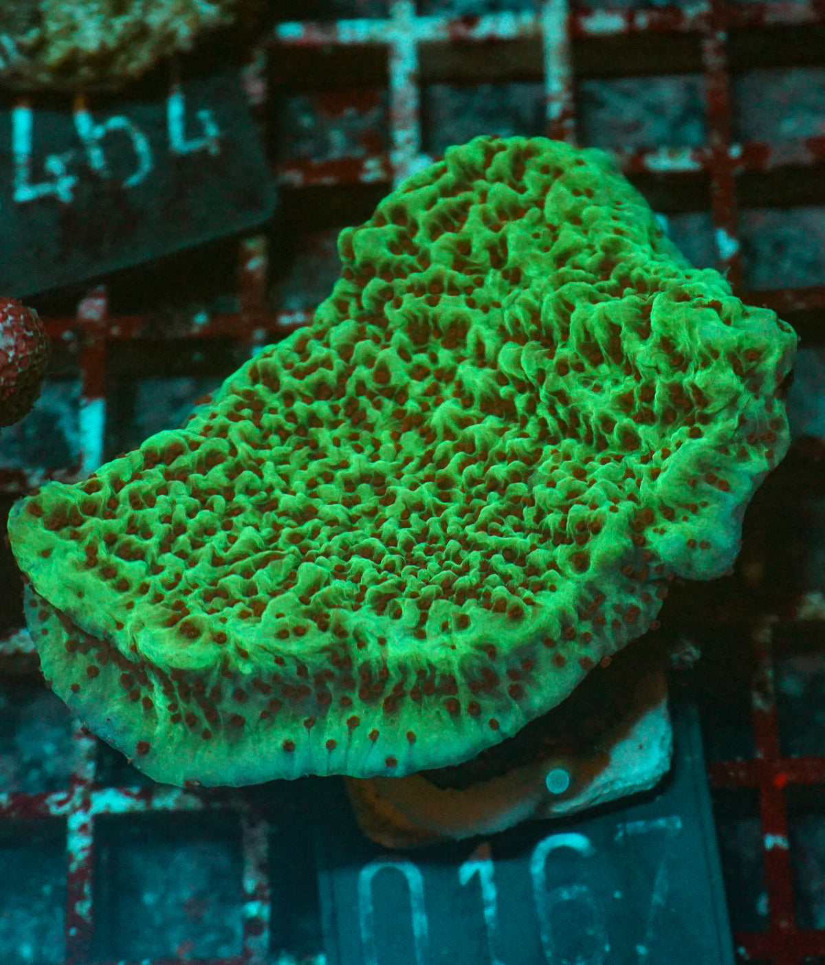 Montipora undata/danae "red"