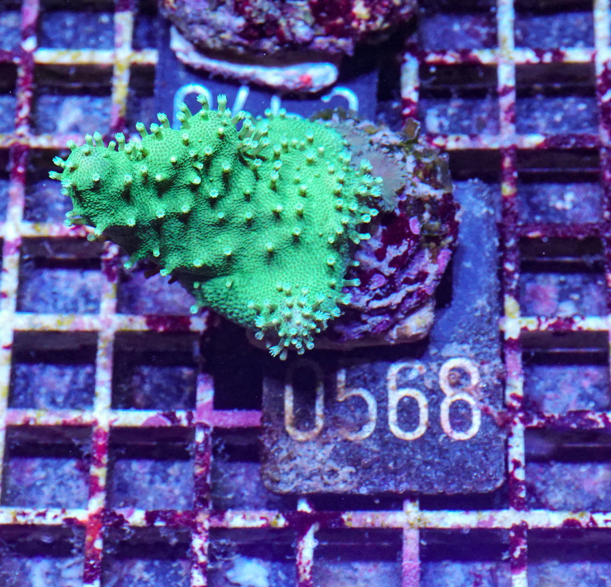 Lobophytum sp. "grün"