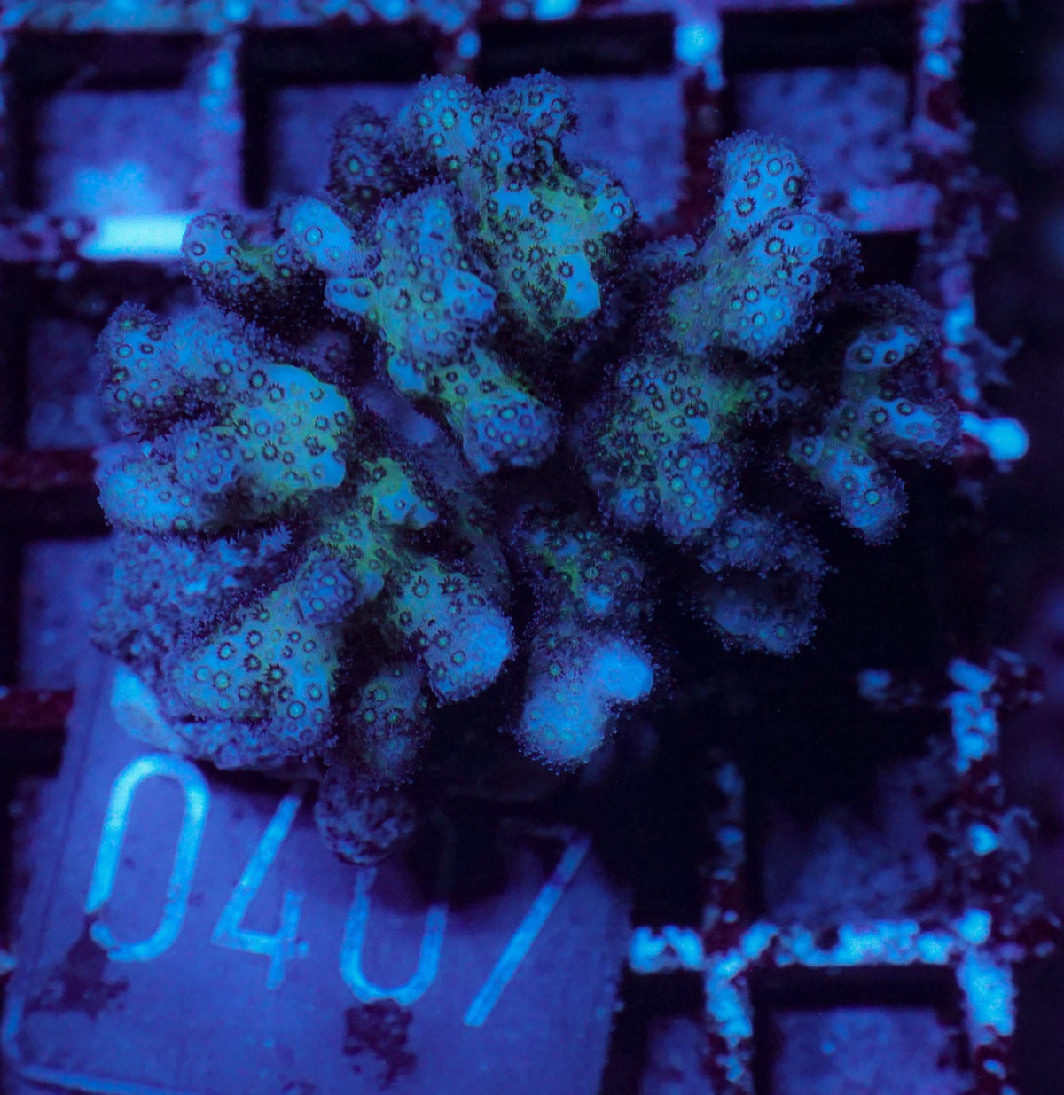 Pocillopora damicornis "tricolor"