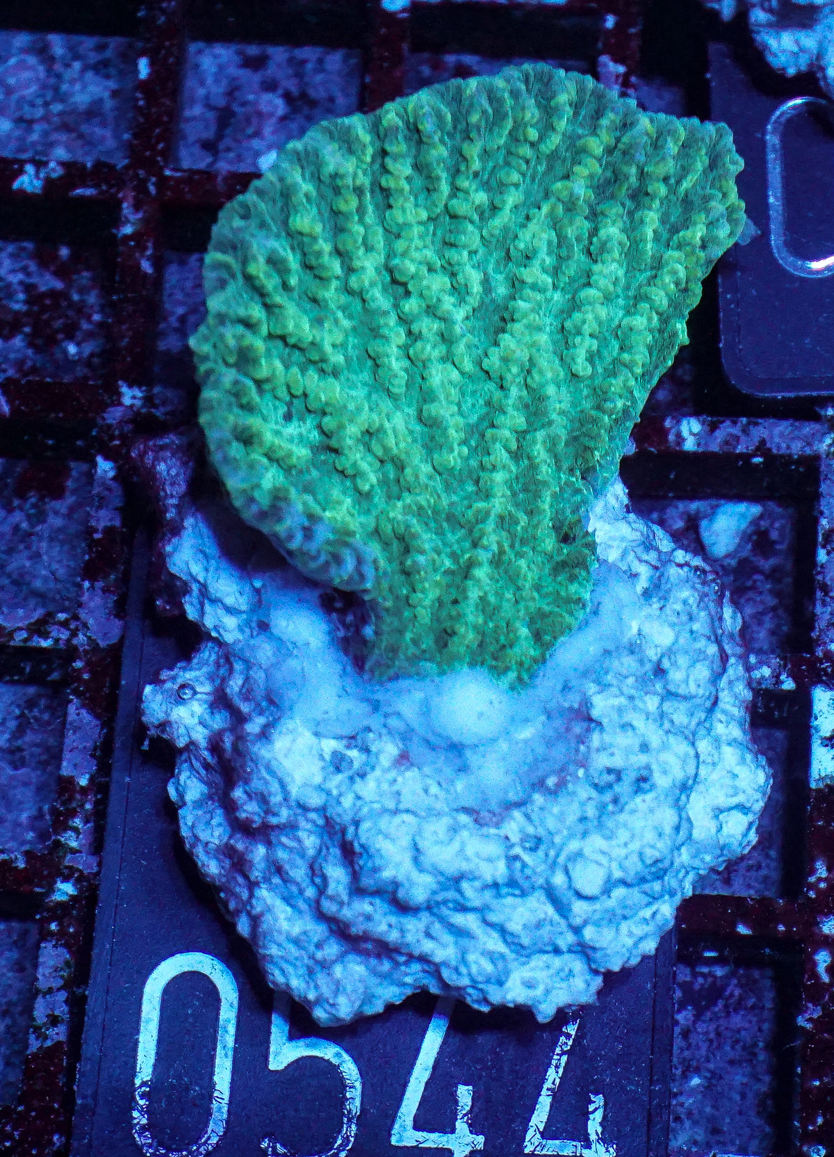 Merulina ampliata