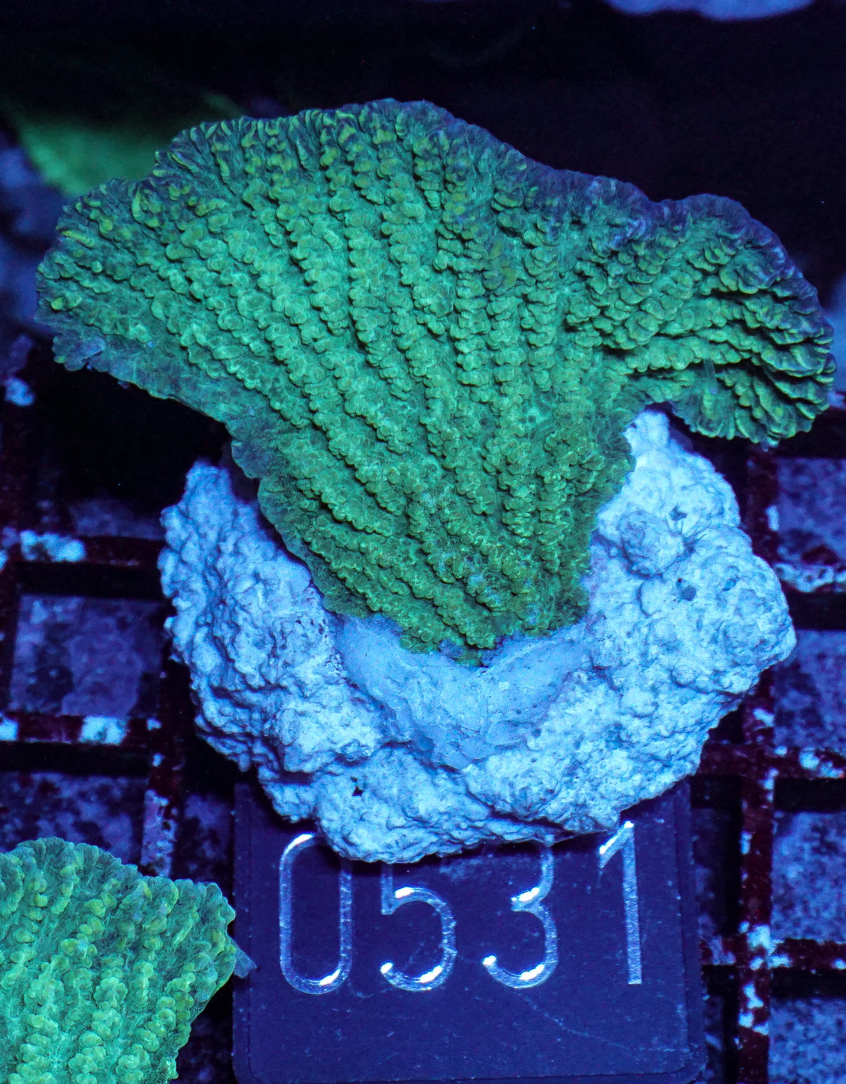Merulina ampliata