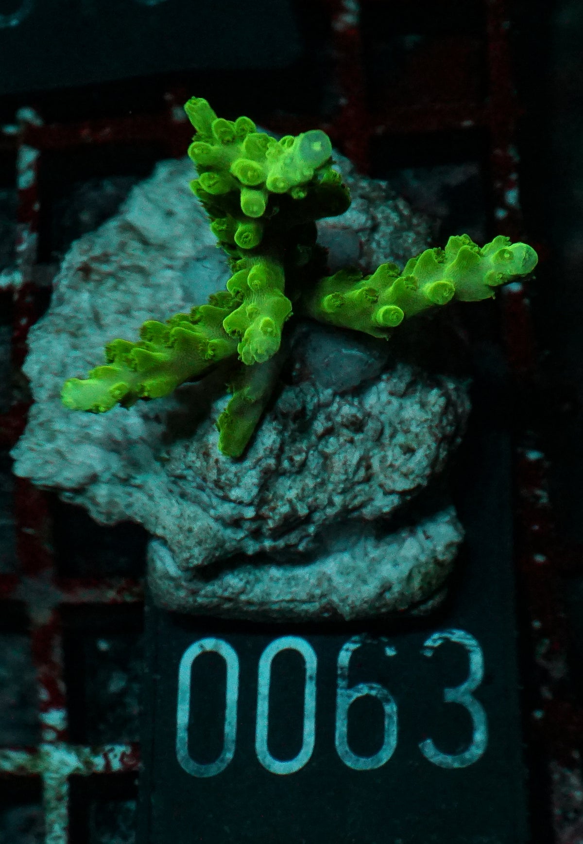 Acropora loisetteae "blue tips"