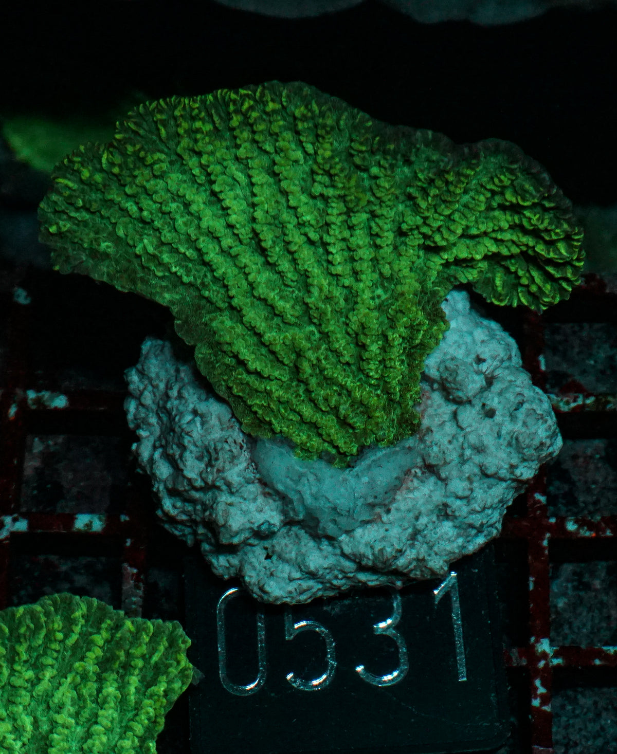 Merulina ampliata