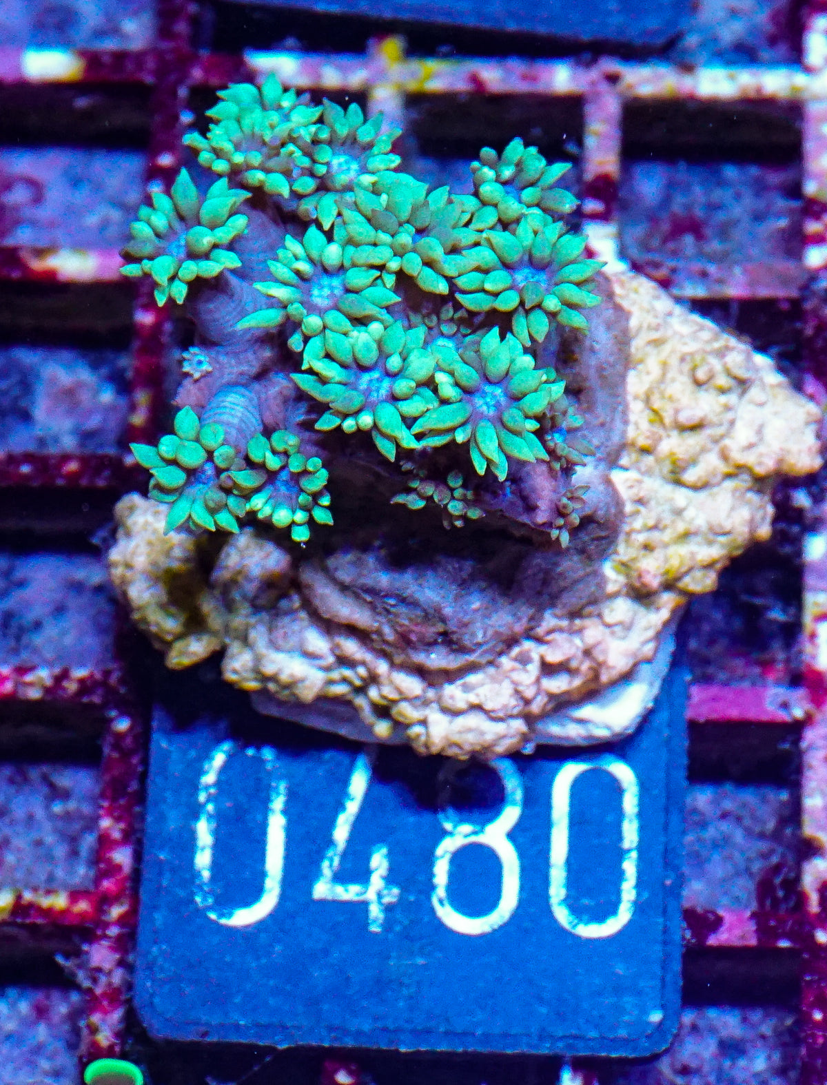 Goniopora lobata "grün"