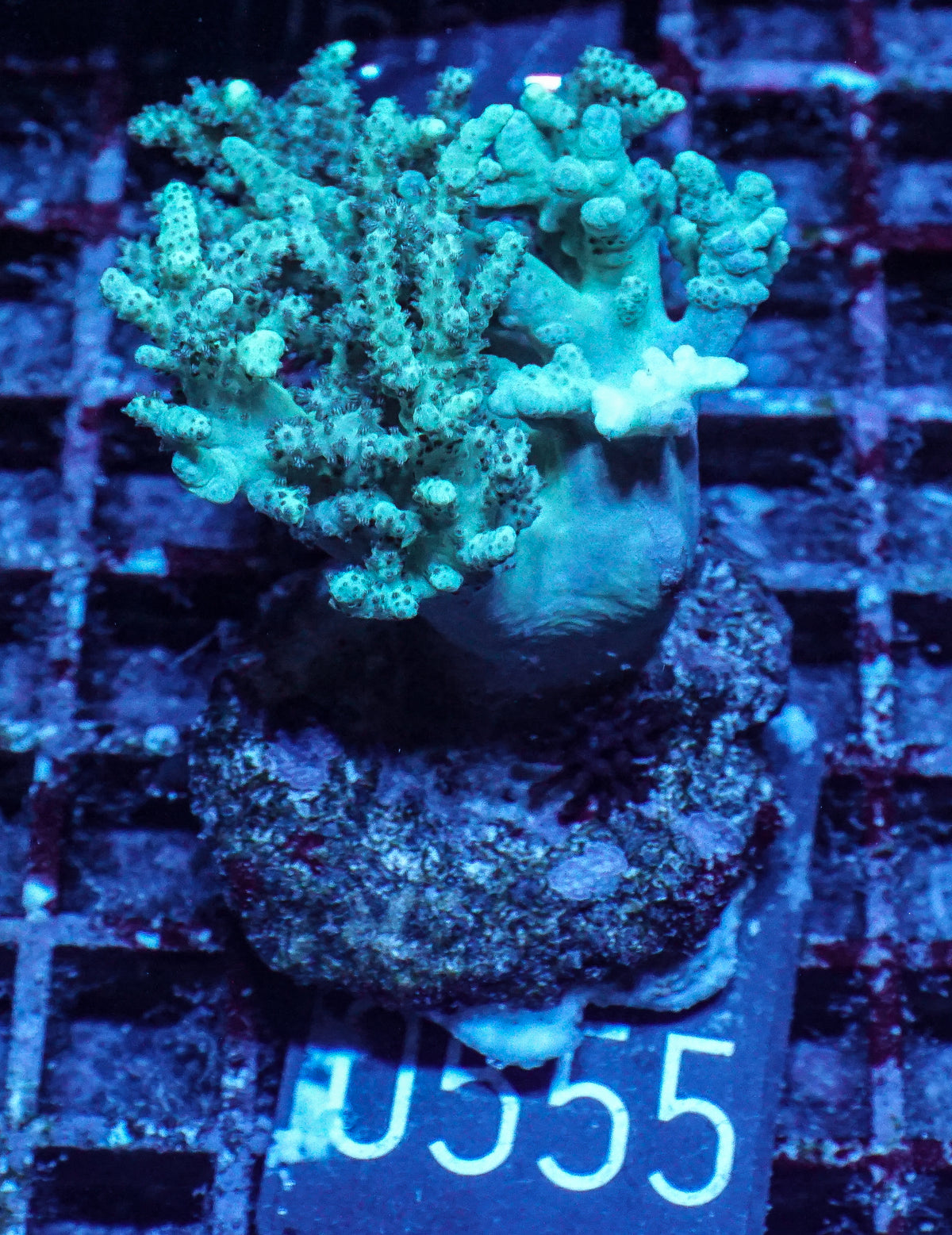 Sinularia/ Sclerophytum „fiji palau"