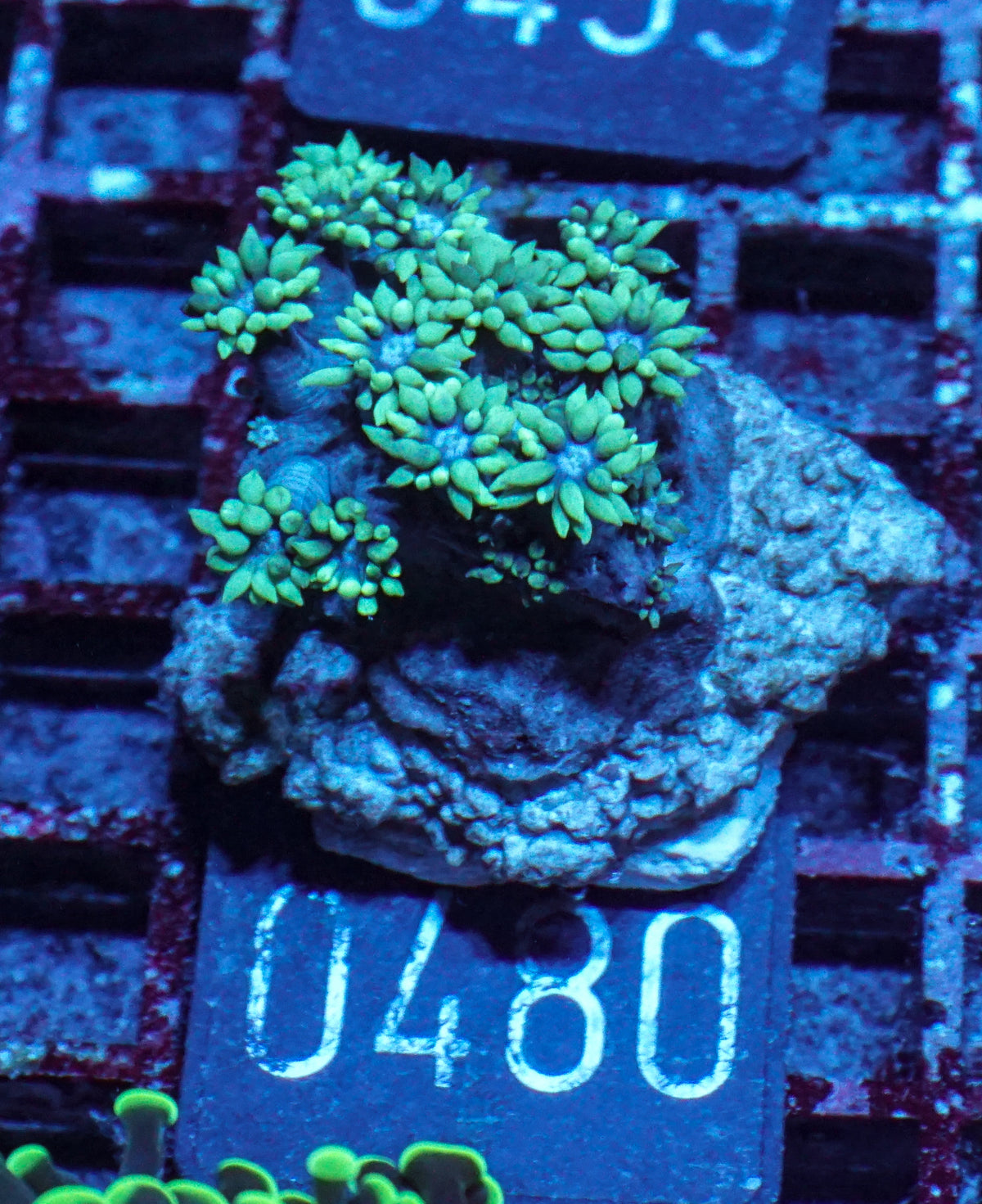Goniopora lobata "grün"