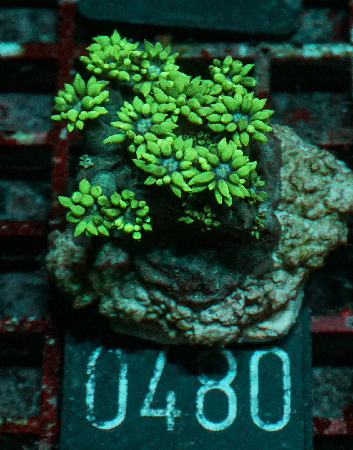 Goniopora lobata "grün"